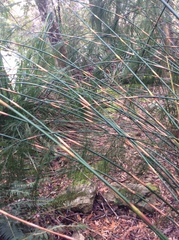 Baloskion tetraphyllum tetraphyllum