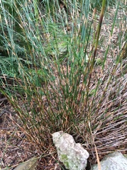 Baloskion tetraphyllum tetraphyllum