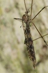 Austrolimnophila argus