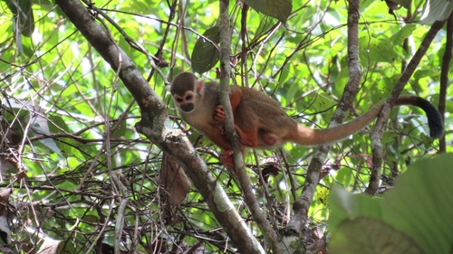 Collins' Squirrel Monkey