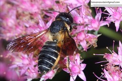Megachile dinura