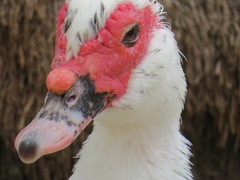 Cairina moschata domestica
