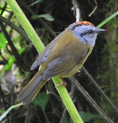 Myiothlypis coronata