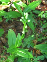 Habenaria quinqueseta