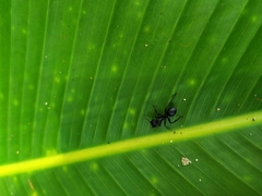 Cephalotes atratus