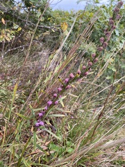 Liatris virgata
