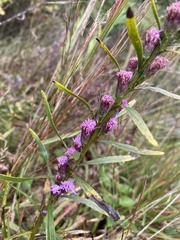 Liatris virgata