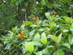 Isertia coccinea