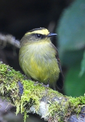 Silvicultrix diadema