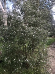 Myoporum bateae
