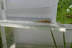 Etheostoma microperca