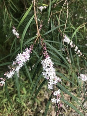 Myoporum bateae