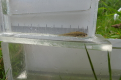 Etheostoma microperca