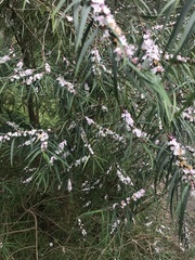 Myoporum bateae