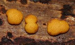 Trichoderma victoriense