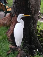 Ardea alba
