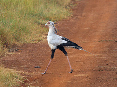 Sagittarius serpentarius