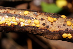 Trichoderma victoriense