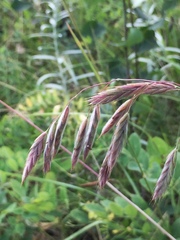 Bromus kalmii