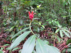 Costus spiralis