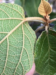 Croton arnhemicus