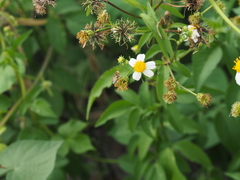 Eristalinus arvorum