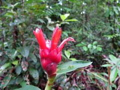 Costus spiralis