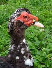 Cairina moschata domestica