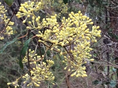 Pomaderris elliptica