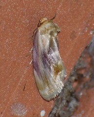 Chamaeclea basiochrea
