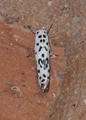 Ethmia bittenella