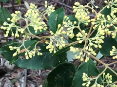 Pomaderris elliptica