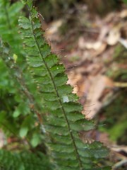 Trichomanes crispum