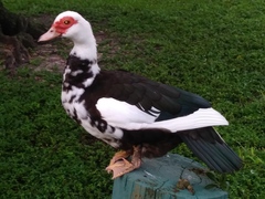 Cairina moschata domestica