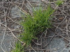 Zoysia
