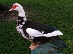 Cairina moschata domestica