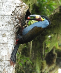 Andigena laminirostris