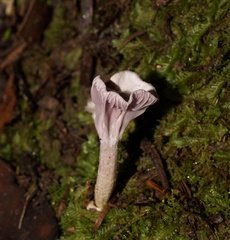 Hygrocybe reesiae