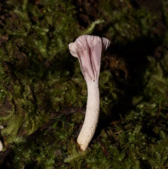 Hygrocybe reesiae
