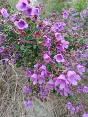Prostanthera rotundifolia