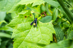 Synanthedon exitiosa