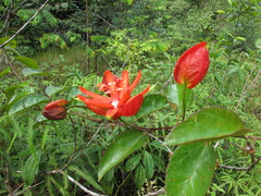 Passiflora coccinea