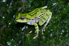 Ghatixalus variabilis