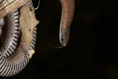 iNaturalist observation photo of Common Sharp-tailed Snake