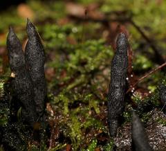 Xylaria castorea