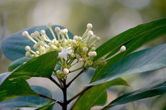 Clerodendrum floribundum