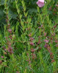 Decodon verticillatus