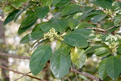 Clerodendrum floribundum
