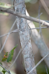 Clerodendrum floribundum