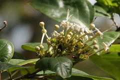 Clerodendrum floribundum